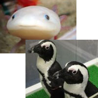 サンシャイン・シティ ミニアクア